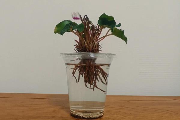 仙客来能用水扦插吗,通常是可以水插的