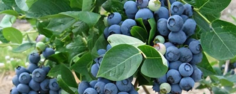 盆栽蓝莓的耐寒温度，可以忍耐零下20-30℃的低温