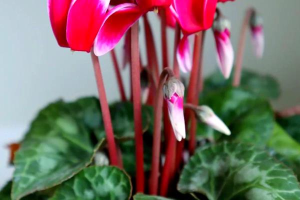 仙客来能用水扦插吗,通常是可以水插的