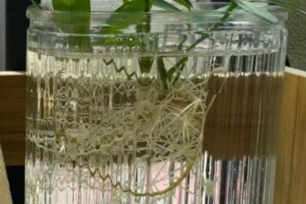 仙客来能用水扦插吗,通常是可以水插的