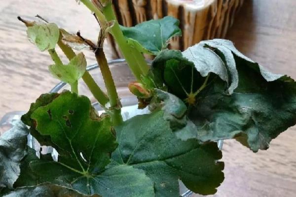 仙客来能用水扦插吗,通常是可以水插的