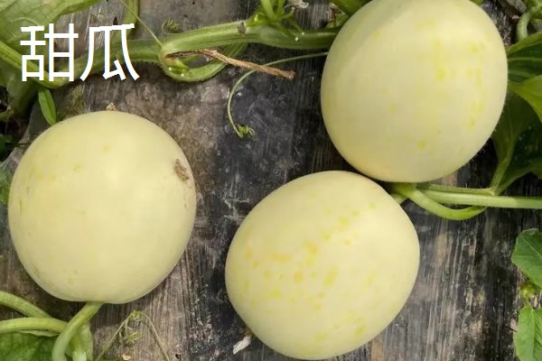 甜瓜和香瓜有什么区别，外皮厚度、果实颜色等方面不同