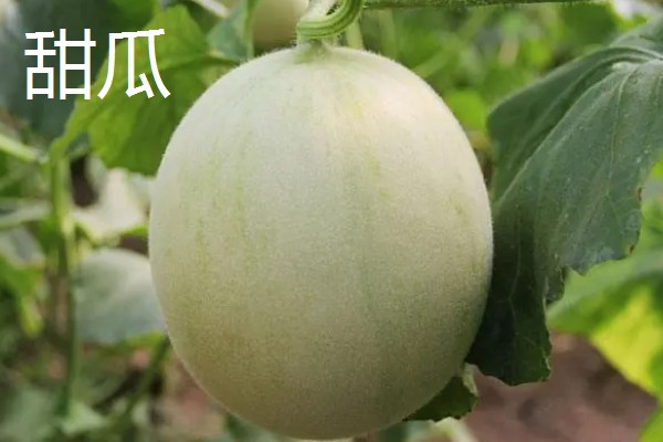 甜瓜和香瓜有什么区别，外皮厚度、果实颜色等方面不同