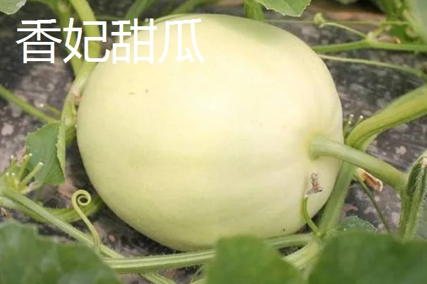 甜瓜和香瓜有什么区别，外皮厚度、果实颜色等方面不同
