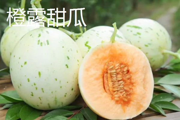 甜瓜和香瓜有什么区别，外皮厚度、果实颜色等方面不同