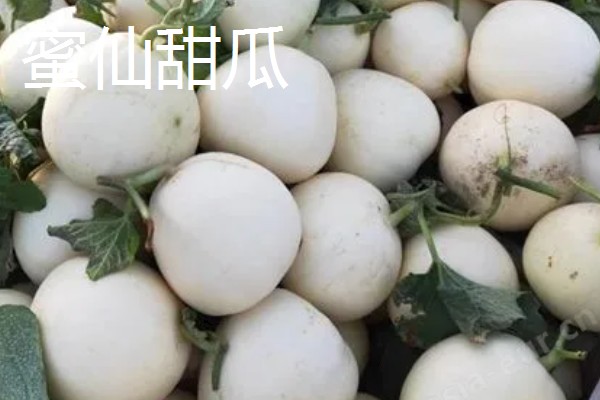 甜瓜和香瓜有什么区别，外皮厚度、果实颜色等方面不同