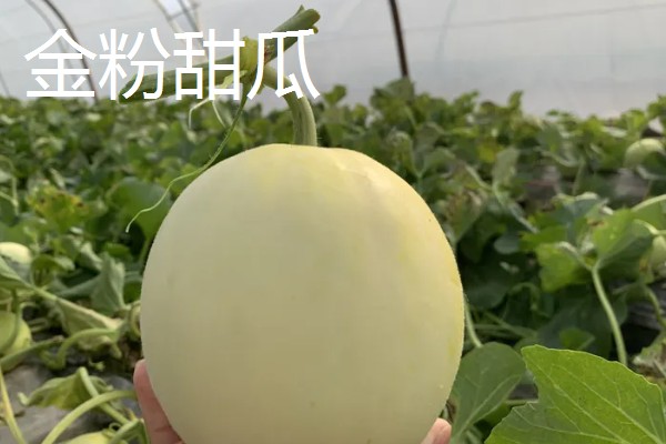 甜瓜和香瓜有什么区别，外皮厚度、果实颜色等方面不同