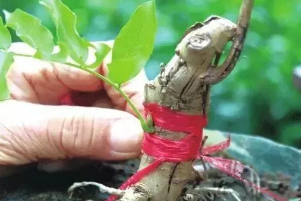 紫藤老桩没根可以活吗，一般是可以活的