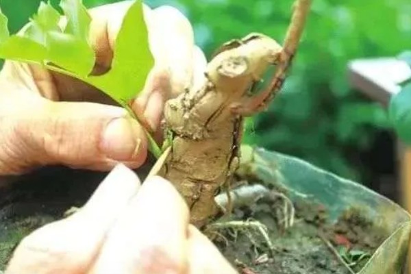 紫藤老桩没根可以活吗，一般是可以活的