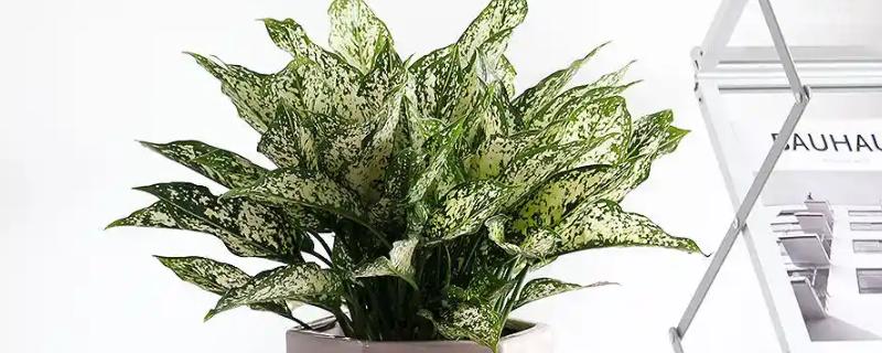 万年青的病虫害防治方法，不同病害的防治方法不同