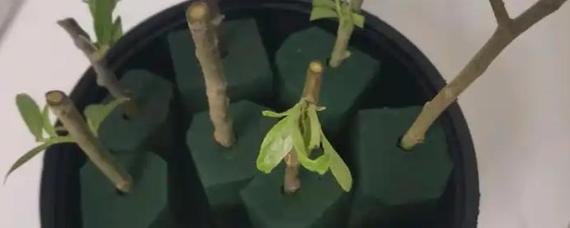 柳树的种植方法，在每年的4月份种植