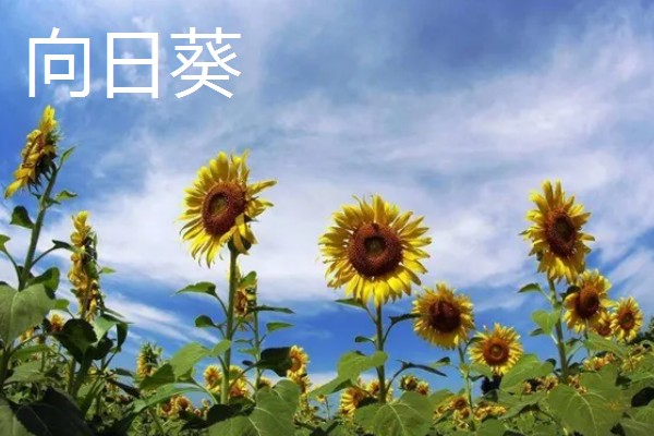 葵花有哪些花语，不同品种代表的含义有区别