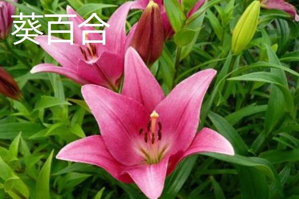 葵花有哪些花语，不同品种代表的含义有区别