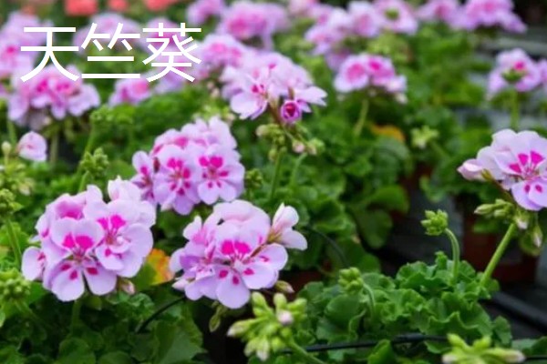 葵花有哪些花语，不同品种代表的含义有区别