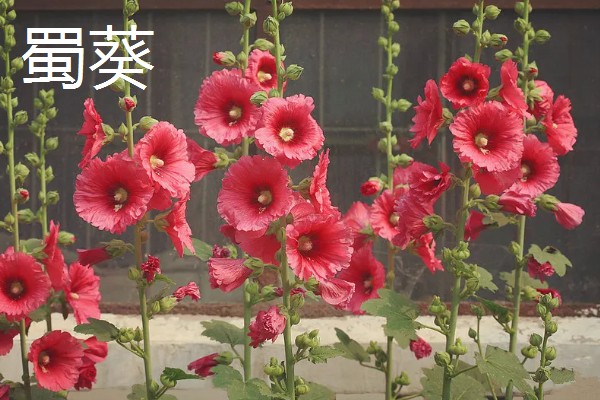 葵花有哪些花语，不同品种代表的含义有区别