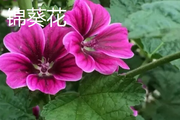 葵花有哪些花语，不同品种代表的含义有区别