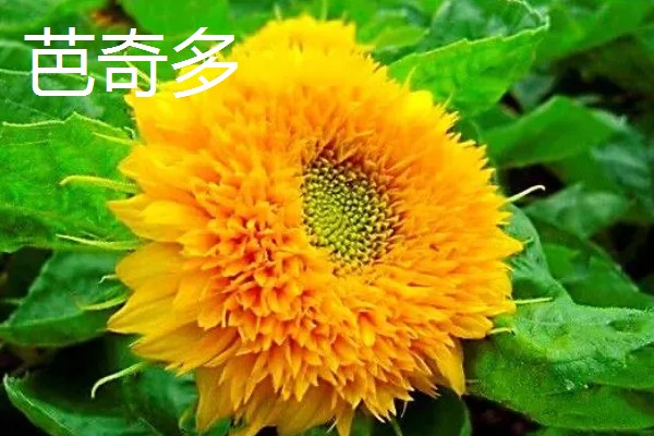 葵花有哪些花语，不同品种代表的含义有区别