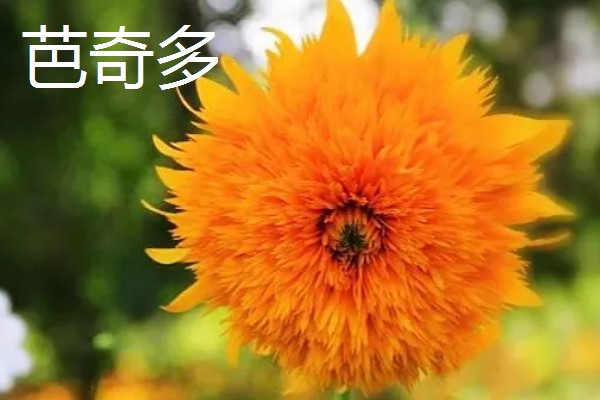 葵花有哪些花语，不同品种代表的含义有区别