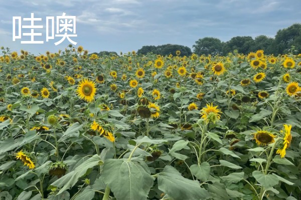 葵花有哪些花语，不同品种代表的含义有区别