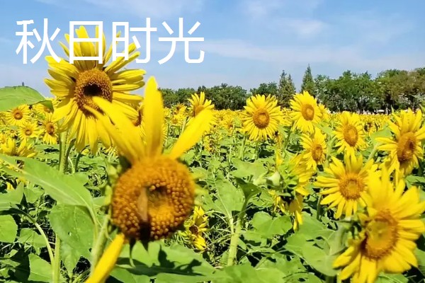 葵花有哪些花语，不同品种代表的含义有区别