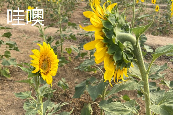 葵花有哪些花语，不同品种代表的含义有区别