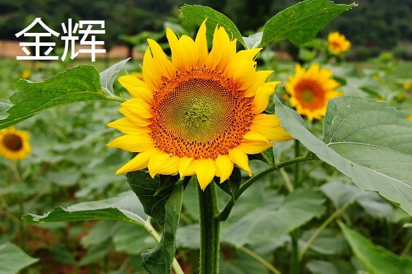 葵花有哪些花语，不同品种代表的含义有区别