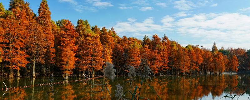 水杉有什么特点，树叶对生向下生长