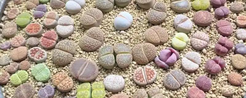 生石花晒皱可以缓过来吗，特别严重会直接死亡