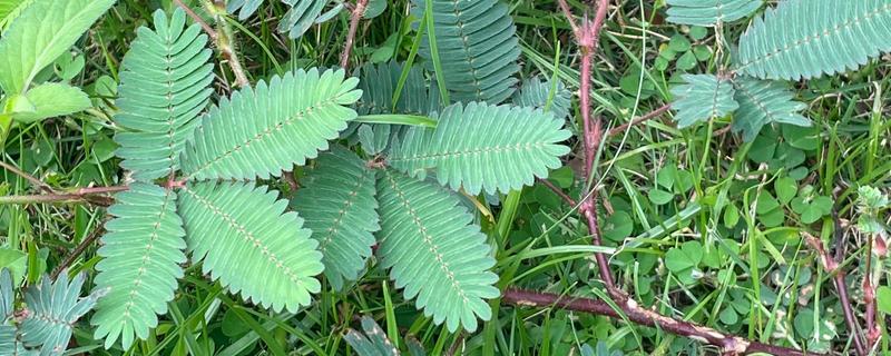 夜来香含羞草有没有毒，都是含有毒性的植物
