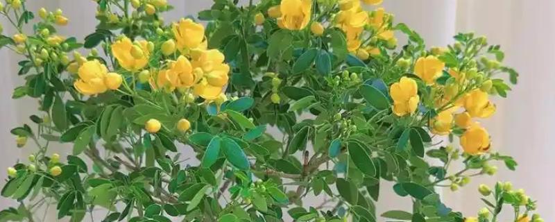 黄金梅盆栽在几月开花，在11月份开花