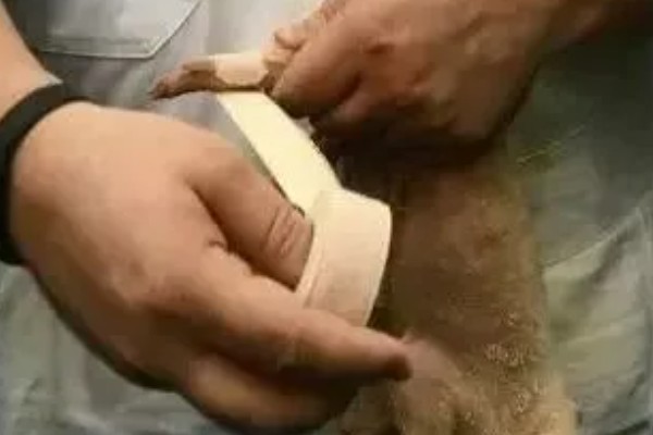 仔猪后腿站不起来如何治疗，需要先看是什么原因所致