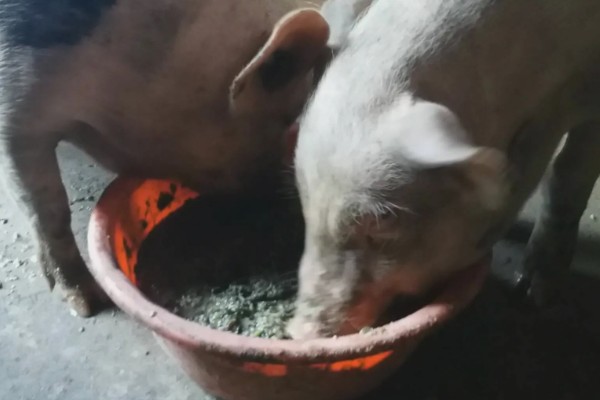仔猪后腿站不起来如何治疗，需要先看是什么原因所致