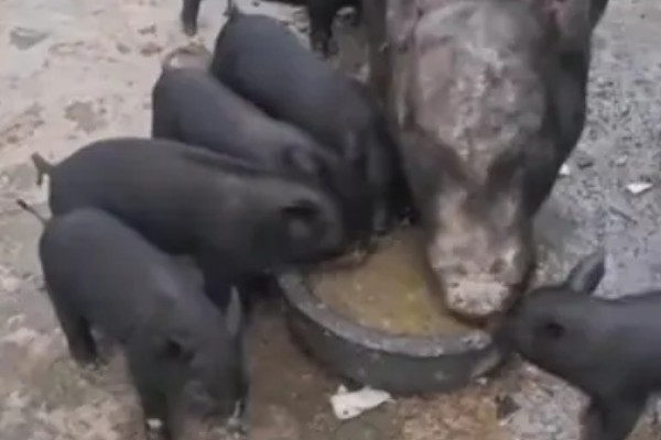 仔猪后腿站不起来如何治疗，需要先看是什么原因所致