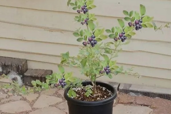 盆栽蓝莓的耐寒温度，可以忍耐零下20-30℃的低温