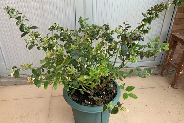 盆栽蓝莓的耐寒温度，可以忍耐零下20-30℃的低温