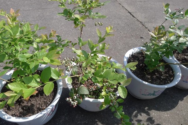 盆栽蓝莓的耐寒温度，可以忍耐零下20-30℃的低温