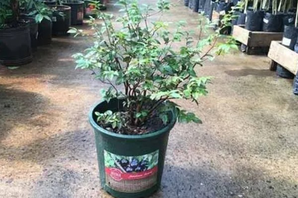 盆栽蓝莓的耐寒温度，可以忍耐零下20-30℃的低温
