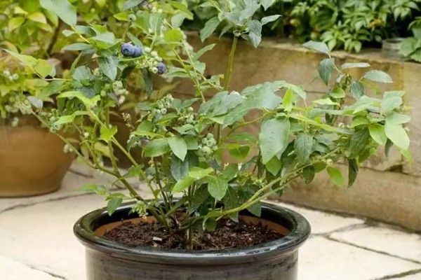 盆栽蓝莓的耐寒温度，可以忍耐零下20-30℃的低温
