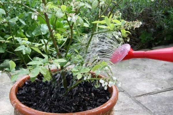 盆栽蓝莓的耐寒温度，可以忍耐零下20-30℃的低温
