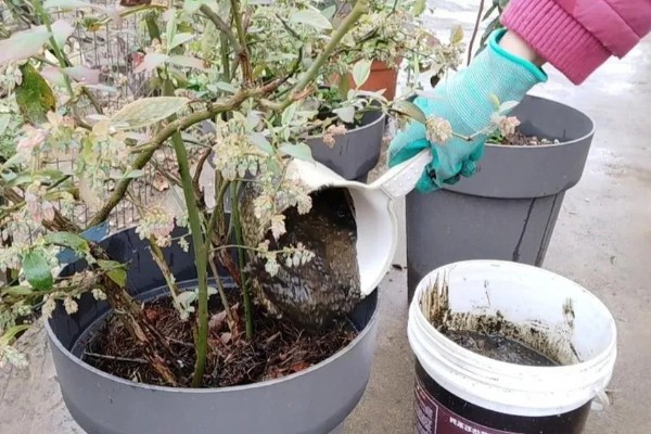 盆栽蓝莓的耐寒温度，可以忍耐零下20-30℃的低温