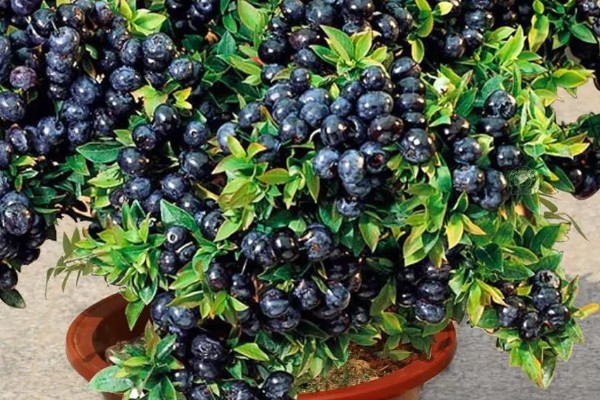 盆栽蓝莓的耐寒温度，可以忍耐零下20-30℃的低温