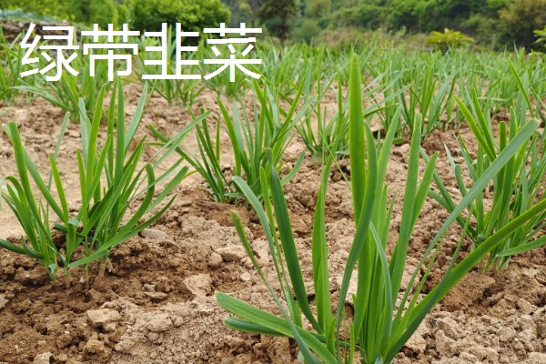 耐寒的韭菜品种，有绿带韭菜、西蒲韭等