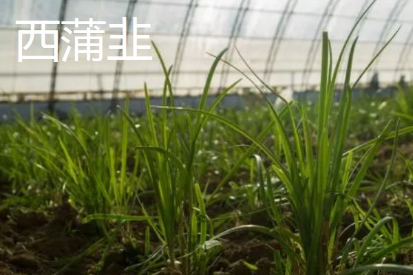 耐寒的韭菜品种，有绿带韭菜、西蒲韭等