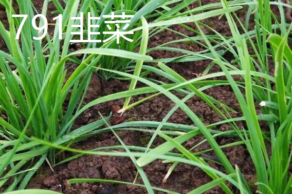 耐寒的韭菜品种，有绿带韭菜、西蒲韭等