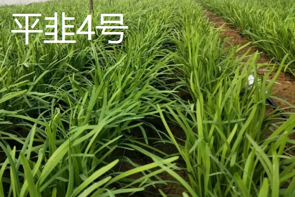 耐寒的韭菜品种，有绿带韭菜、西蒲韭等