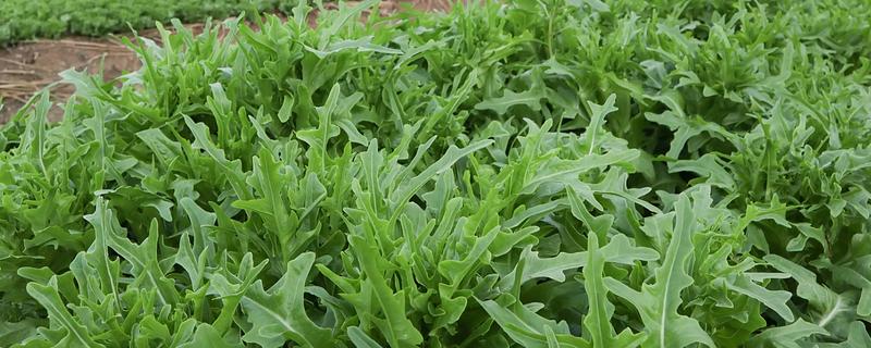 油麦菜的种植要点，定植时把株距保持在20厘米