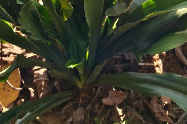 万年青的分株方法，选择春季或秋季进行