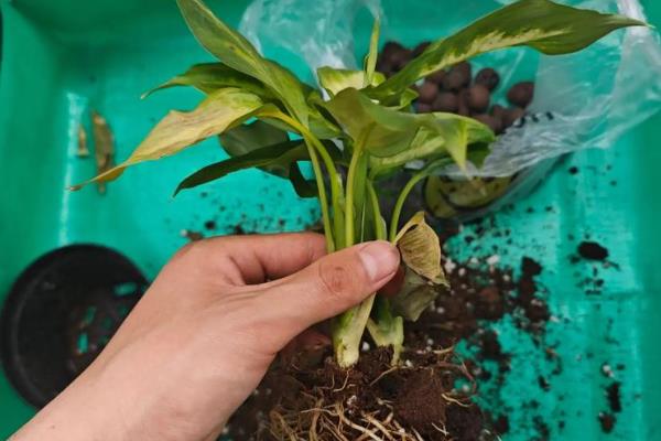 万年青的分株方法，选择春季或秋季进行