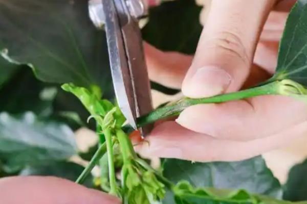 万年青的分株方法，选择春季或秋季进行