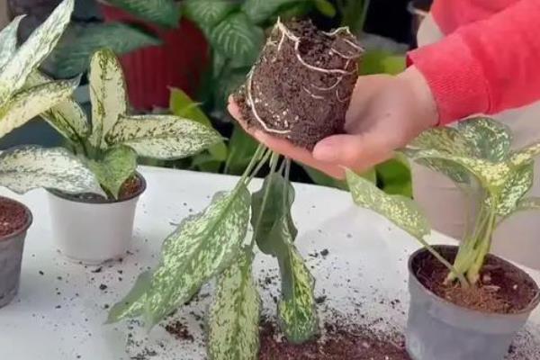 万年青的分株方法，选择春季或秋季进行